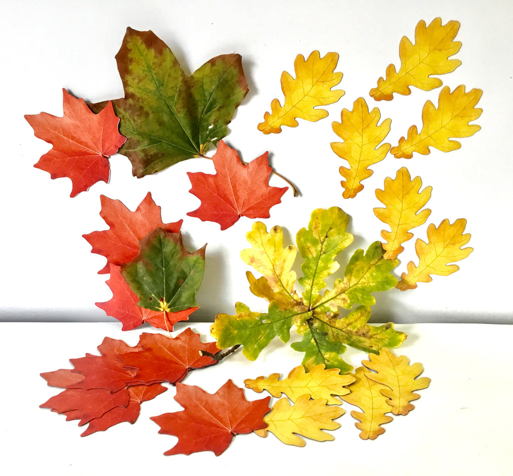 Magnetic Counting Set «Leaves»